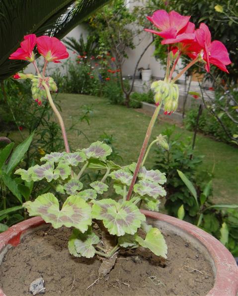 Pelargonium x hortum